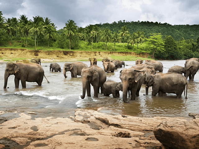 Ázijské slony